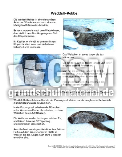 Weddell-Robbe-Steckbrief.pdf